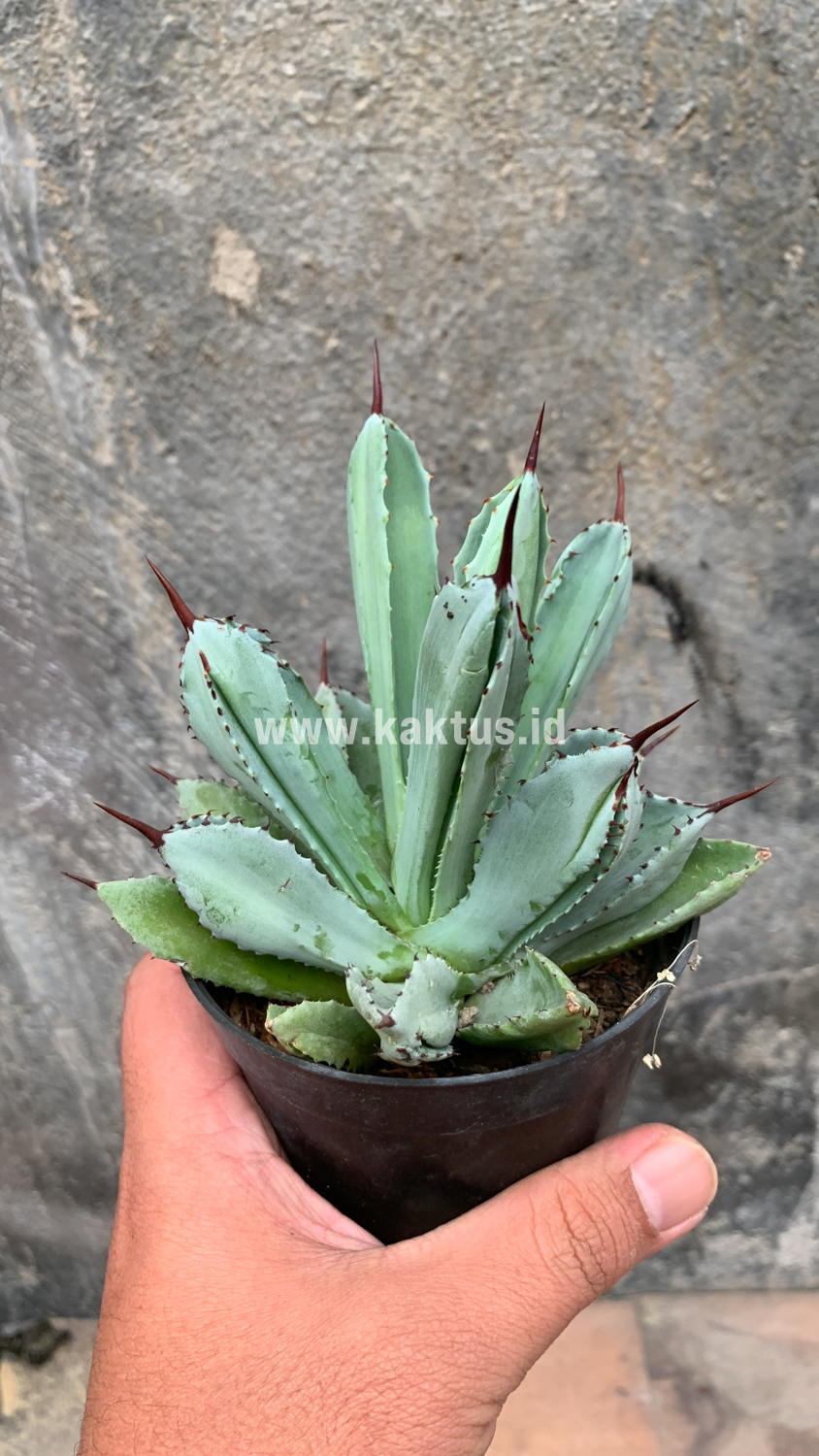 258. Agave Potatorum CV. Cubic - Image 57