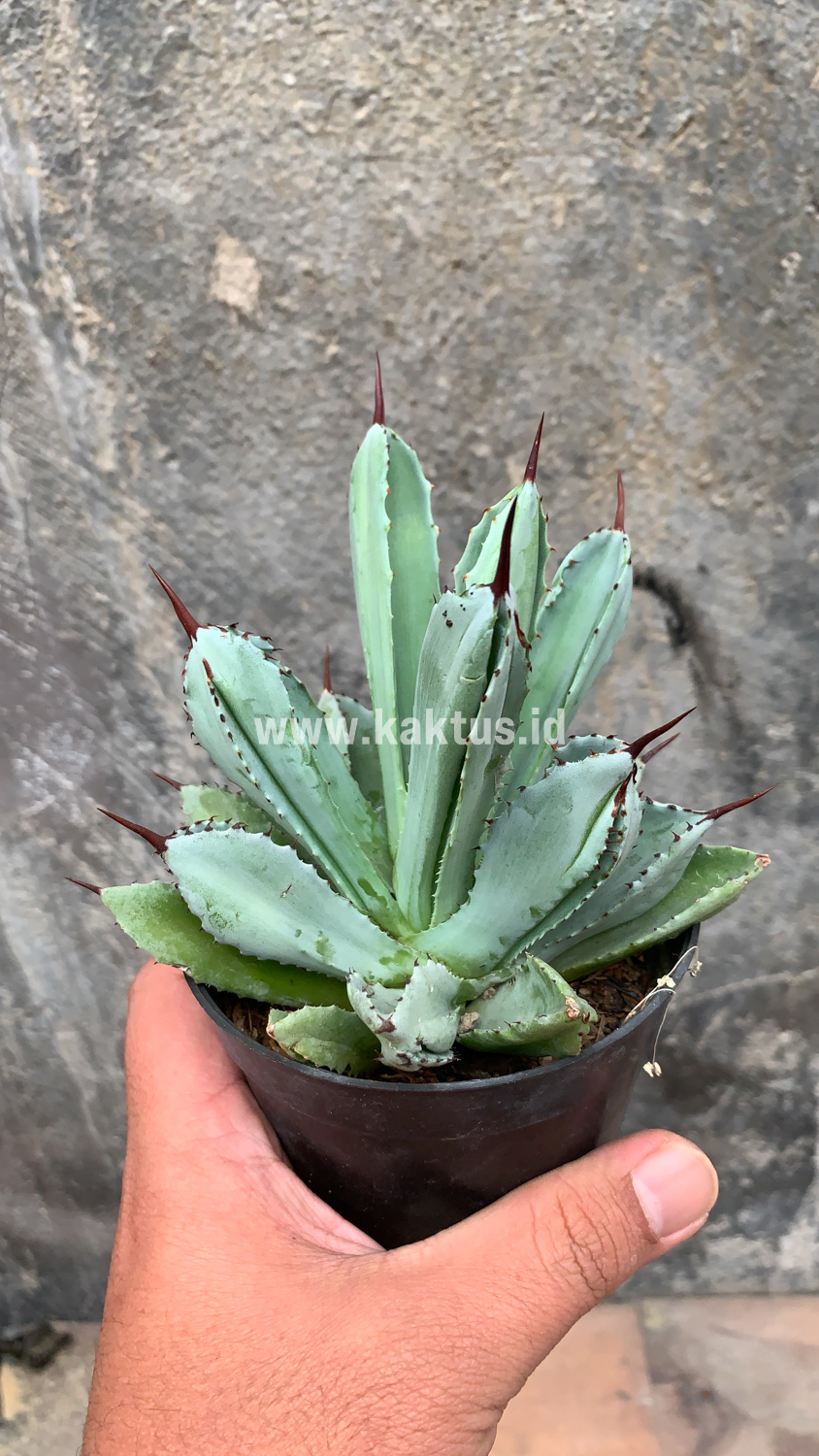 258. Agave Potatorum CV. Cubic - Image 56