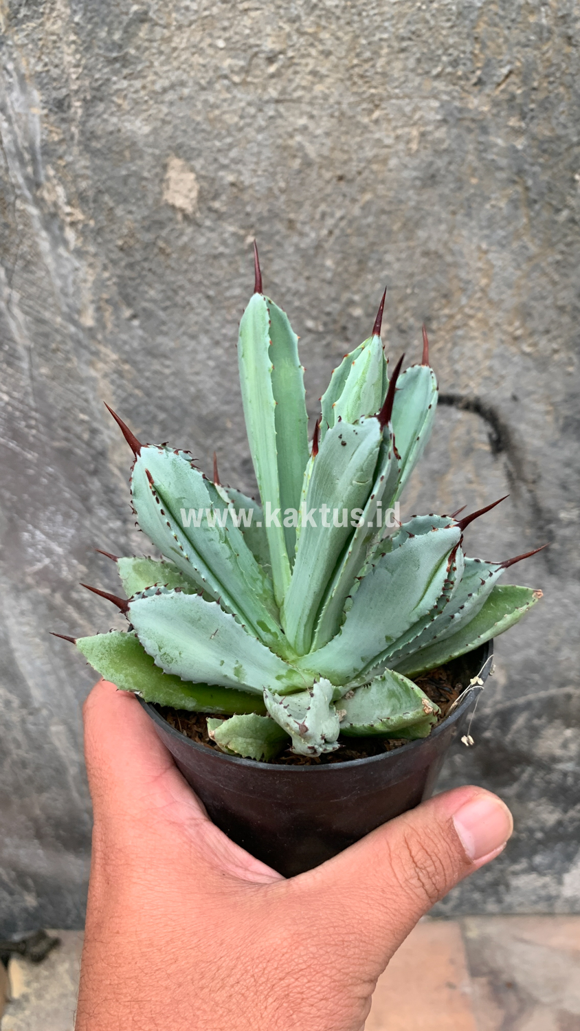 258. Agave Potatorum CV. Cubic - Image 26