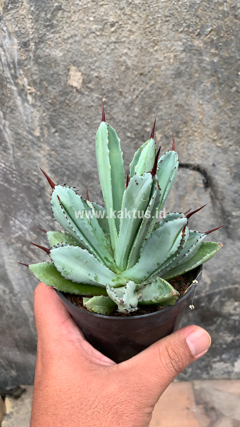 258. Agave Potatorum CV. Cubic - Image 55