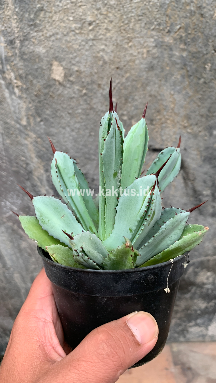 258. Agave Potatorum CV. Cubic - Image 53