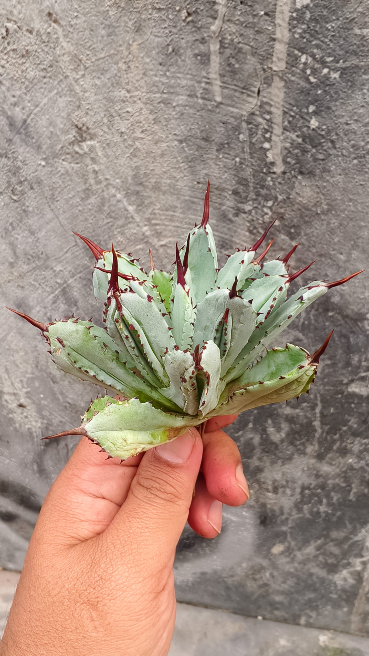 258. Agave Potatorum CV. Cubic - Image 6