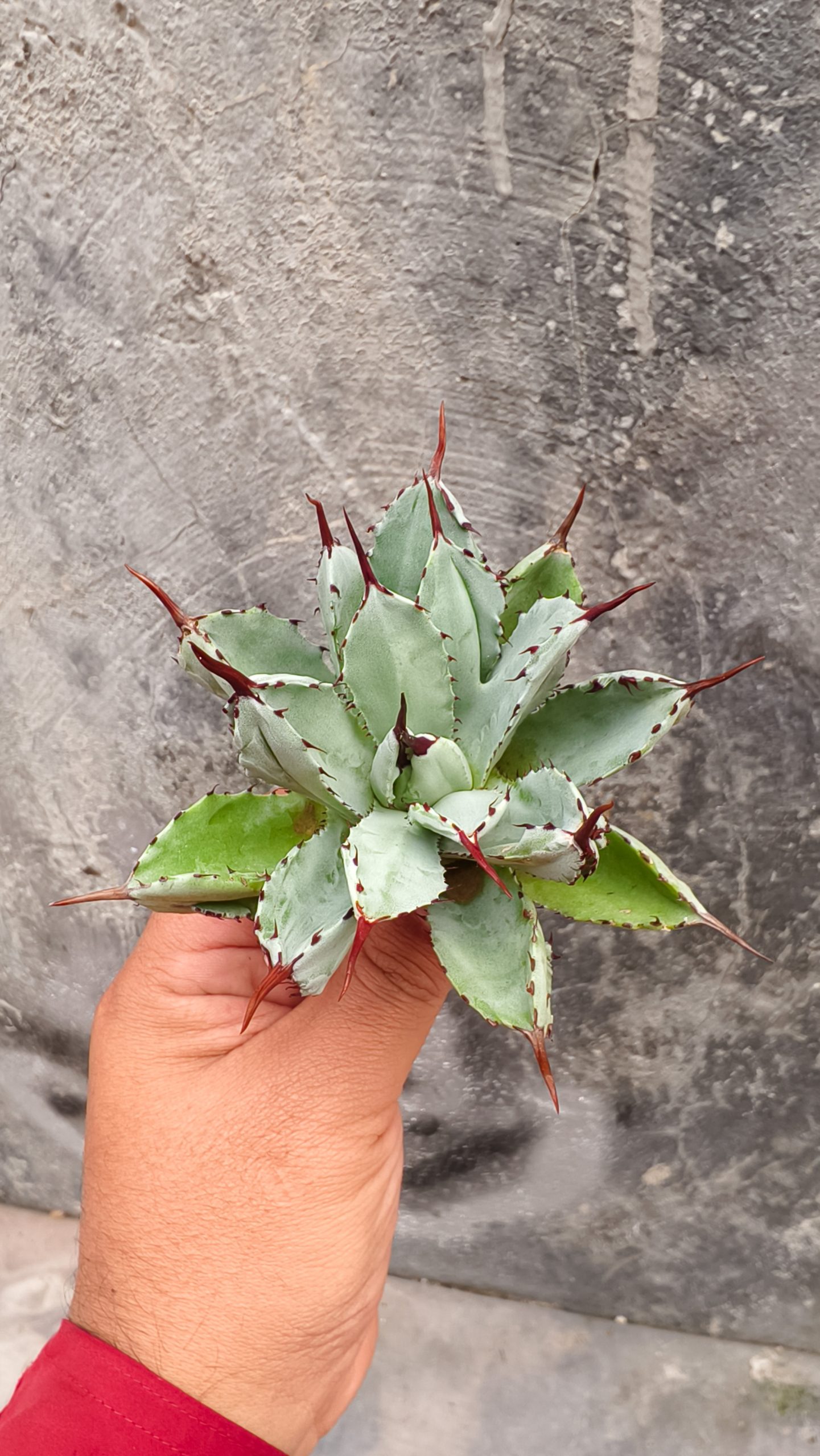 258. Agave Potatorum CV. Cubic - Image 4
