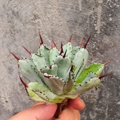 Alternative view of 258. Agave Potatorum CV. Cubic