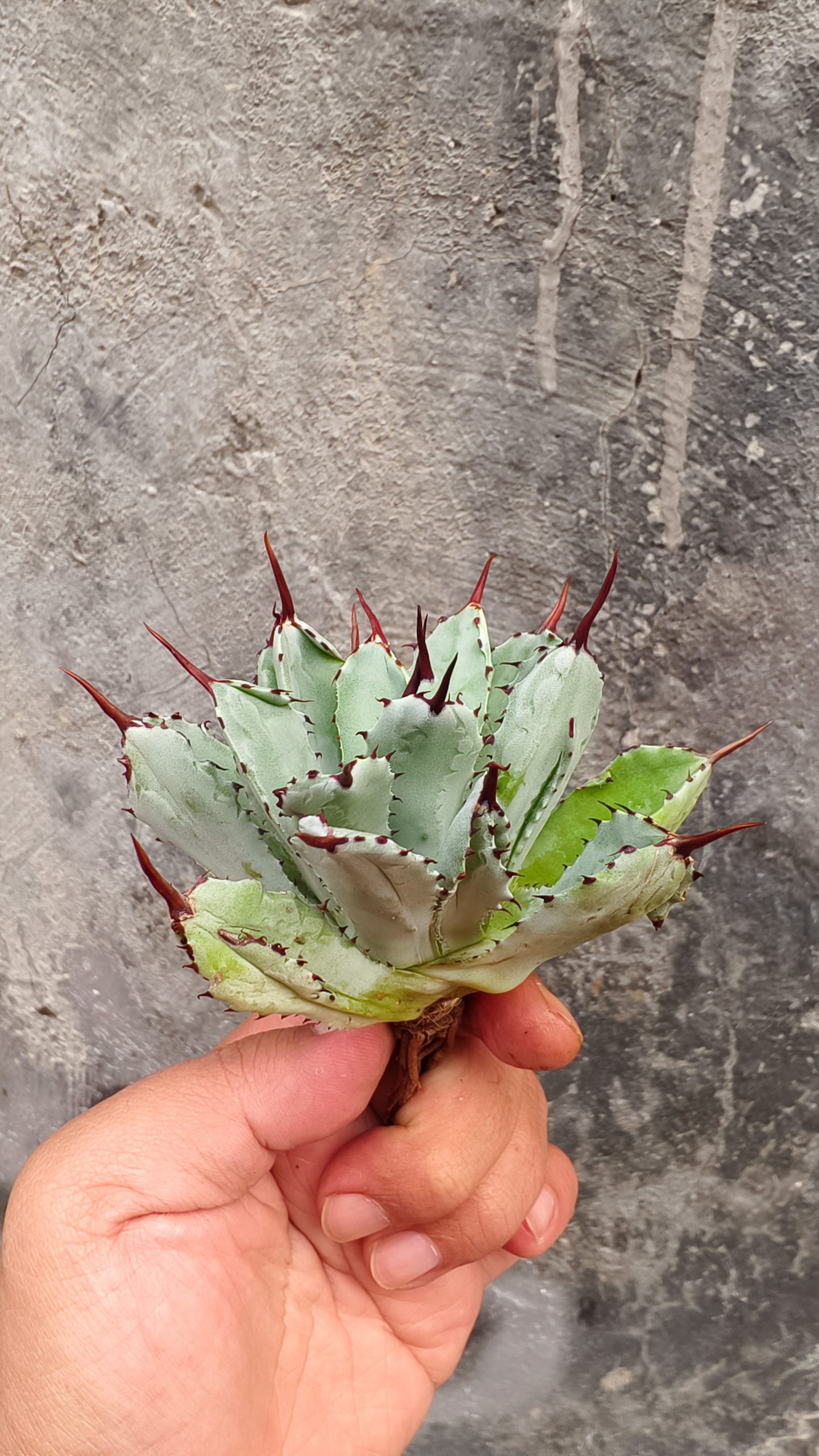 258. Agave Potatorum CV. Cubic - Image 2