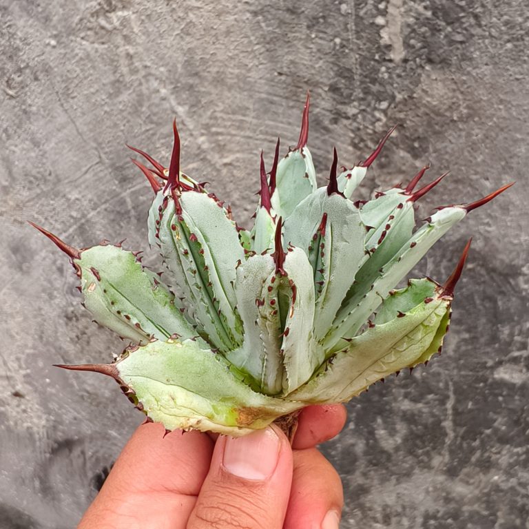 258. Agave Potatorum CV. Cubic