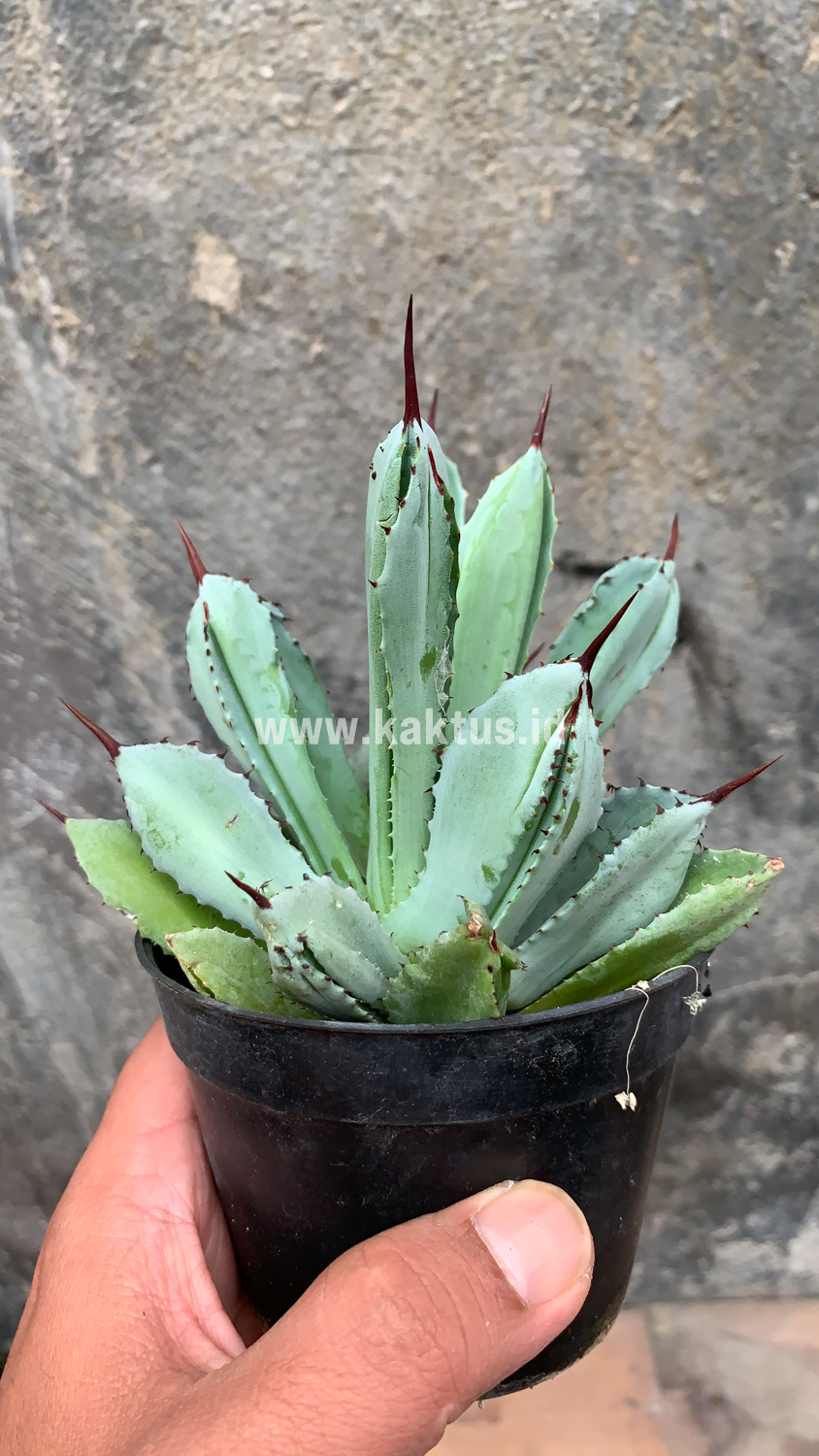 258. Agave Potatorum CV. Cubic - Image 11