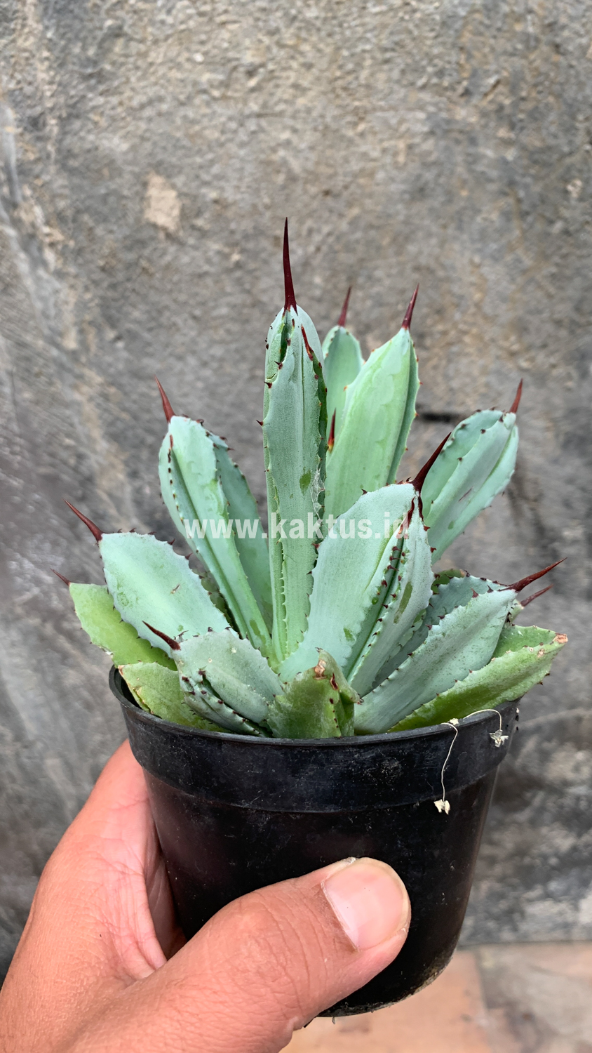258. Agave Potatorum CV. Cubic - Image 52