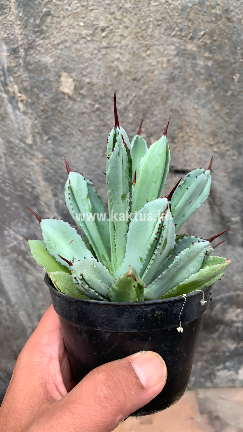 258. Agave Potatorum CV. Cubic - Image 12