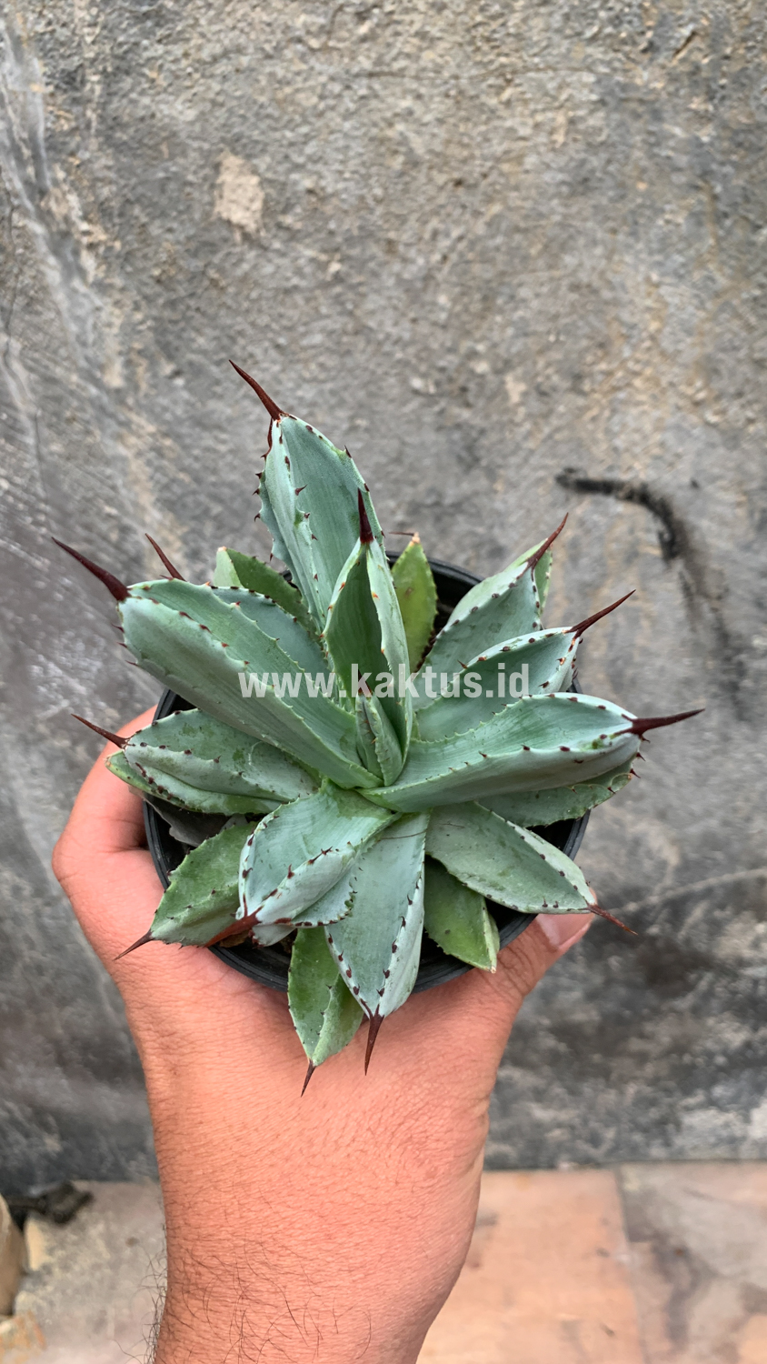 258. Agave Potatorum CV. Cubic - Image 9
