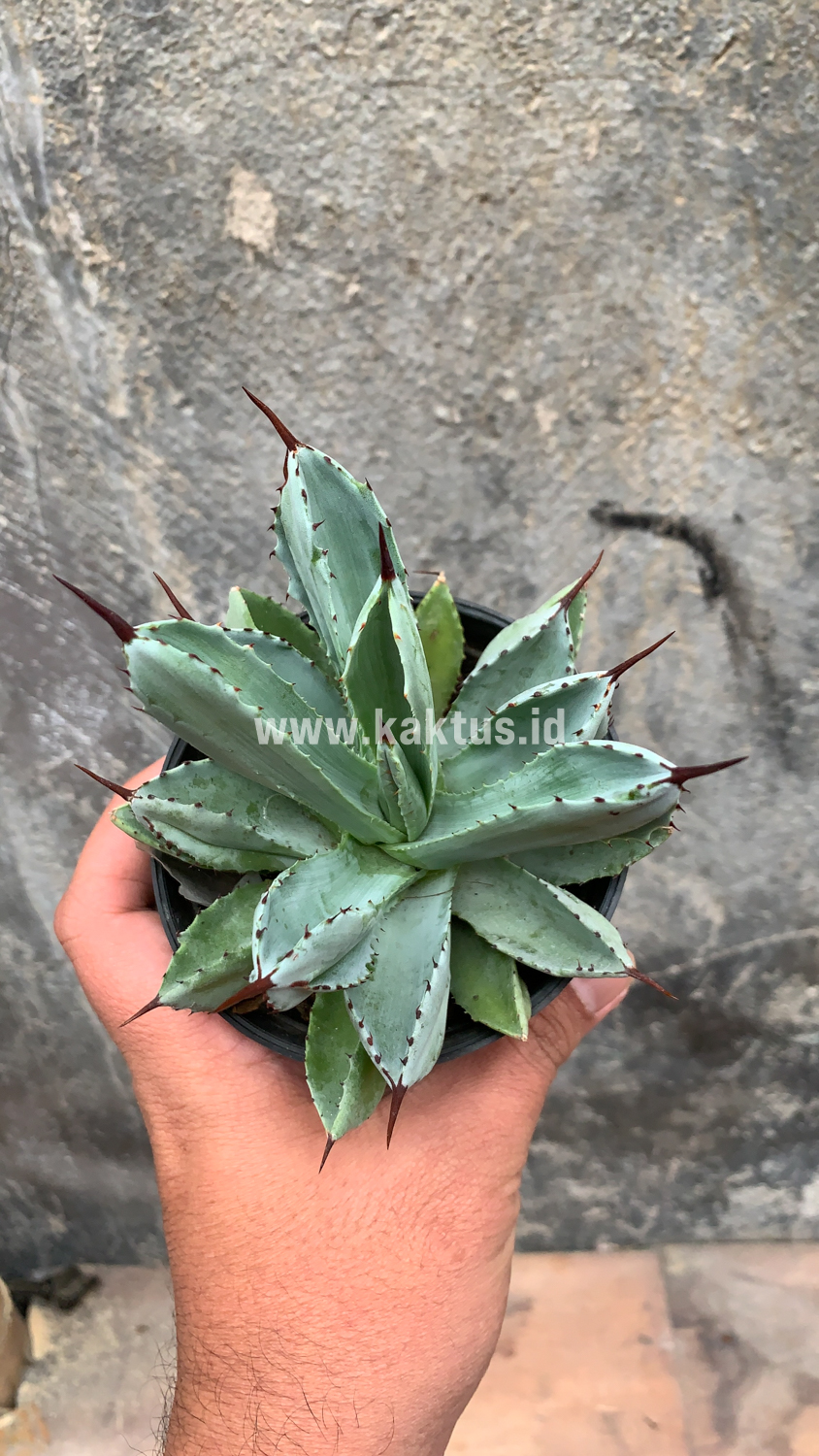 258. Agave Potatorum CV. Cubic - Image 51