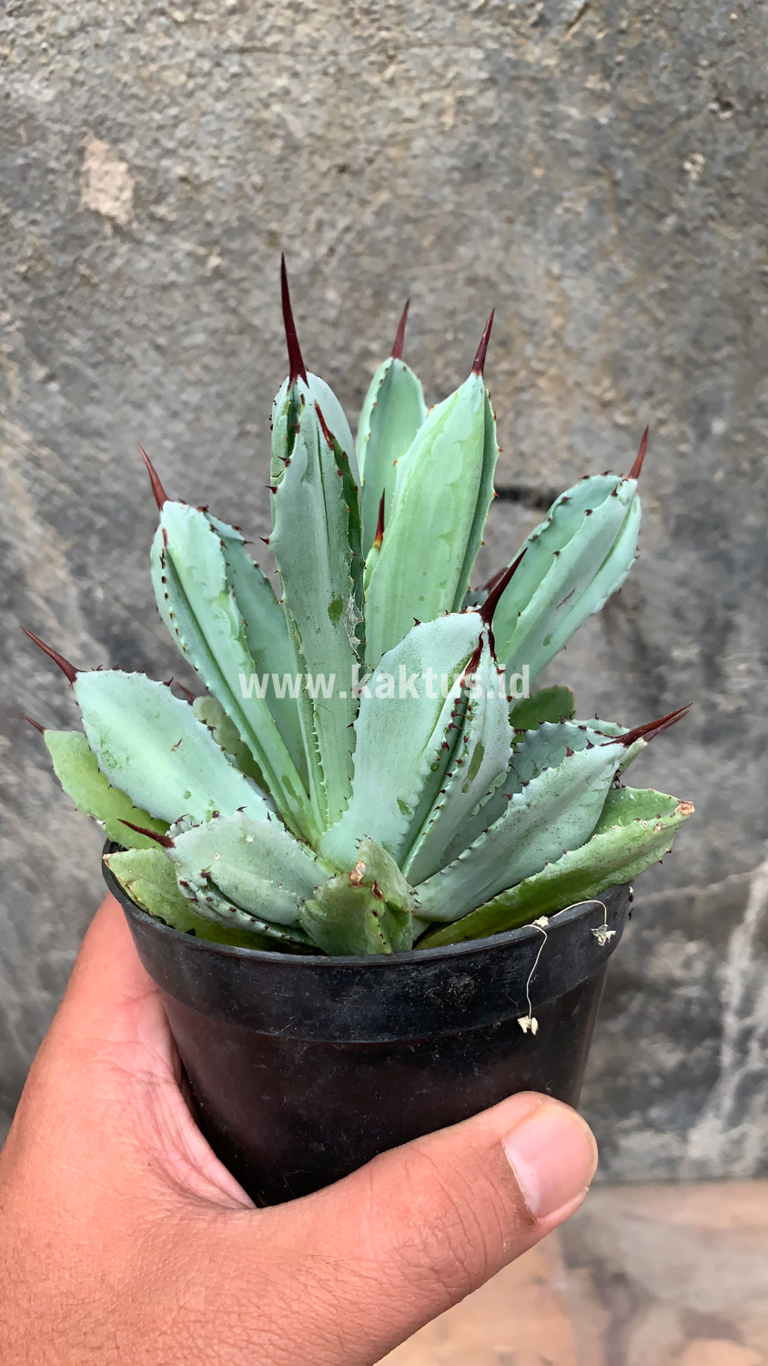 258. Agave Potatorum CV. Cubic - Image 10
