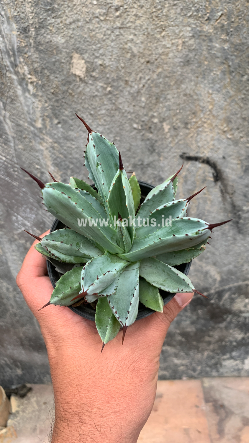 258. Agave Potatorum CV. Cubic - Image 50