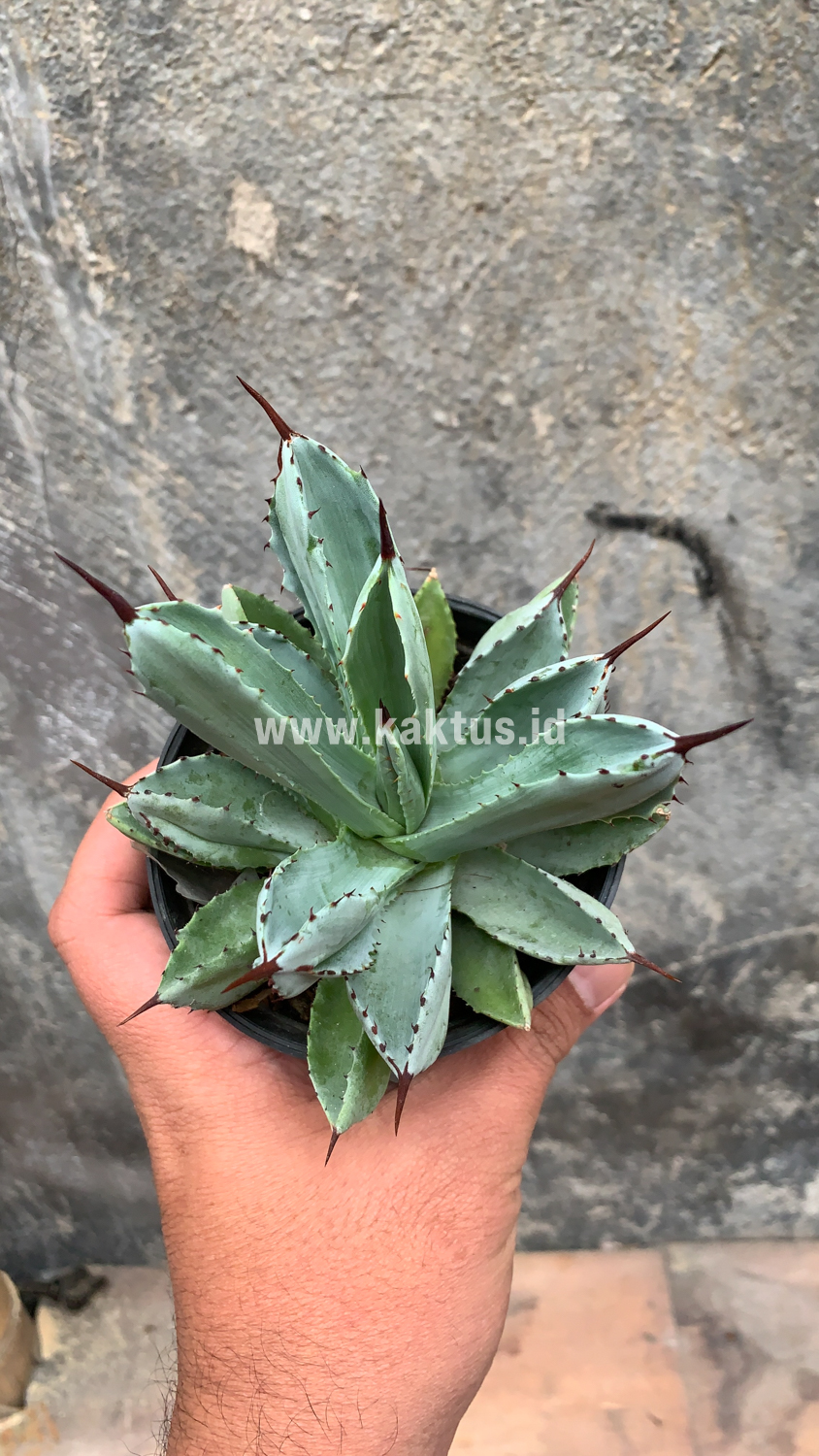 258. Agave Potatorum CV. Cubic - Image 47