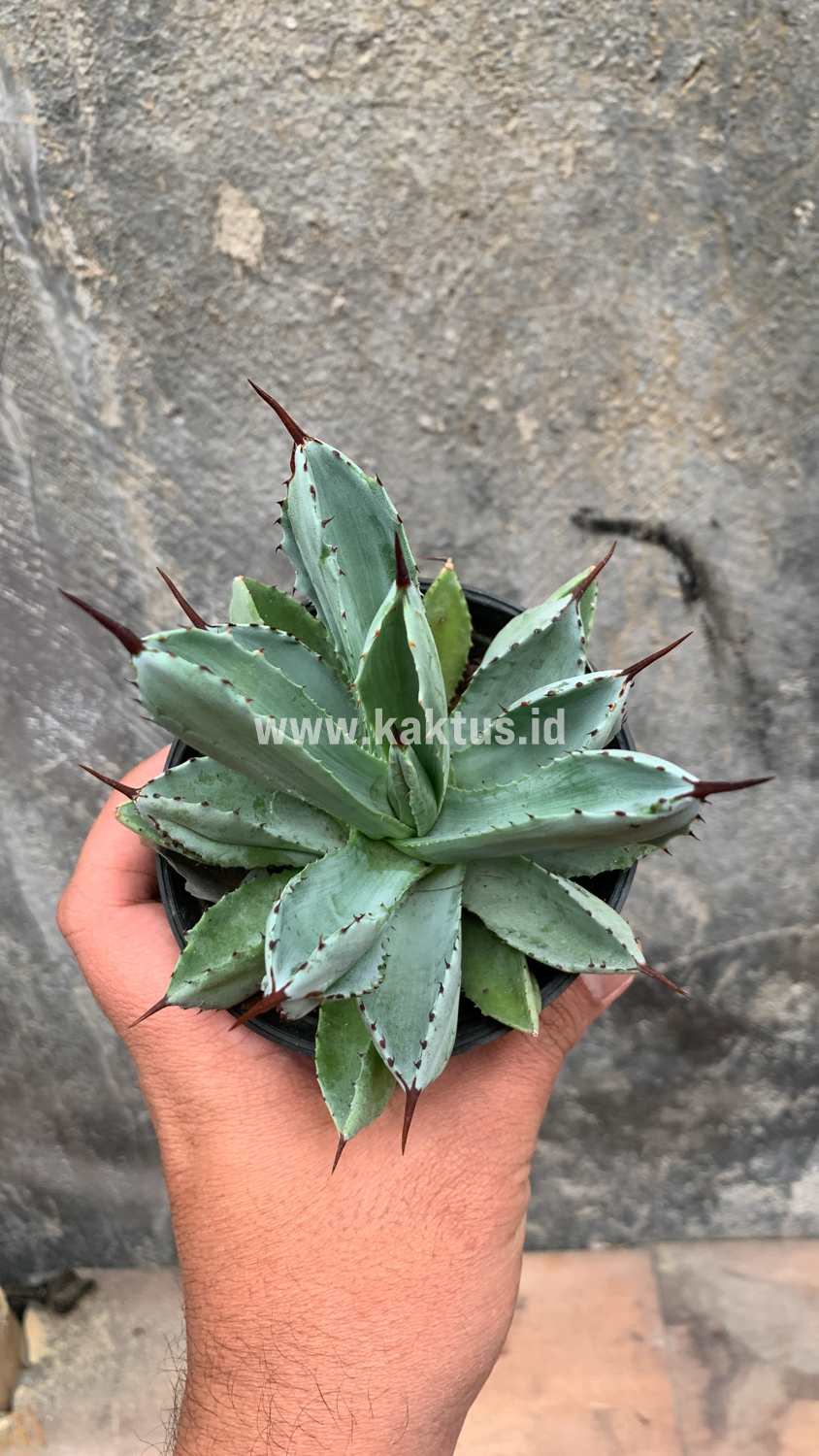 258. Agave Potatorum CV. Cubic - Image 46