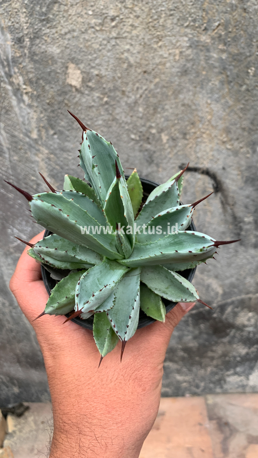 258. Agave Potatorum CV. Cubic - Image 45
