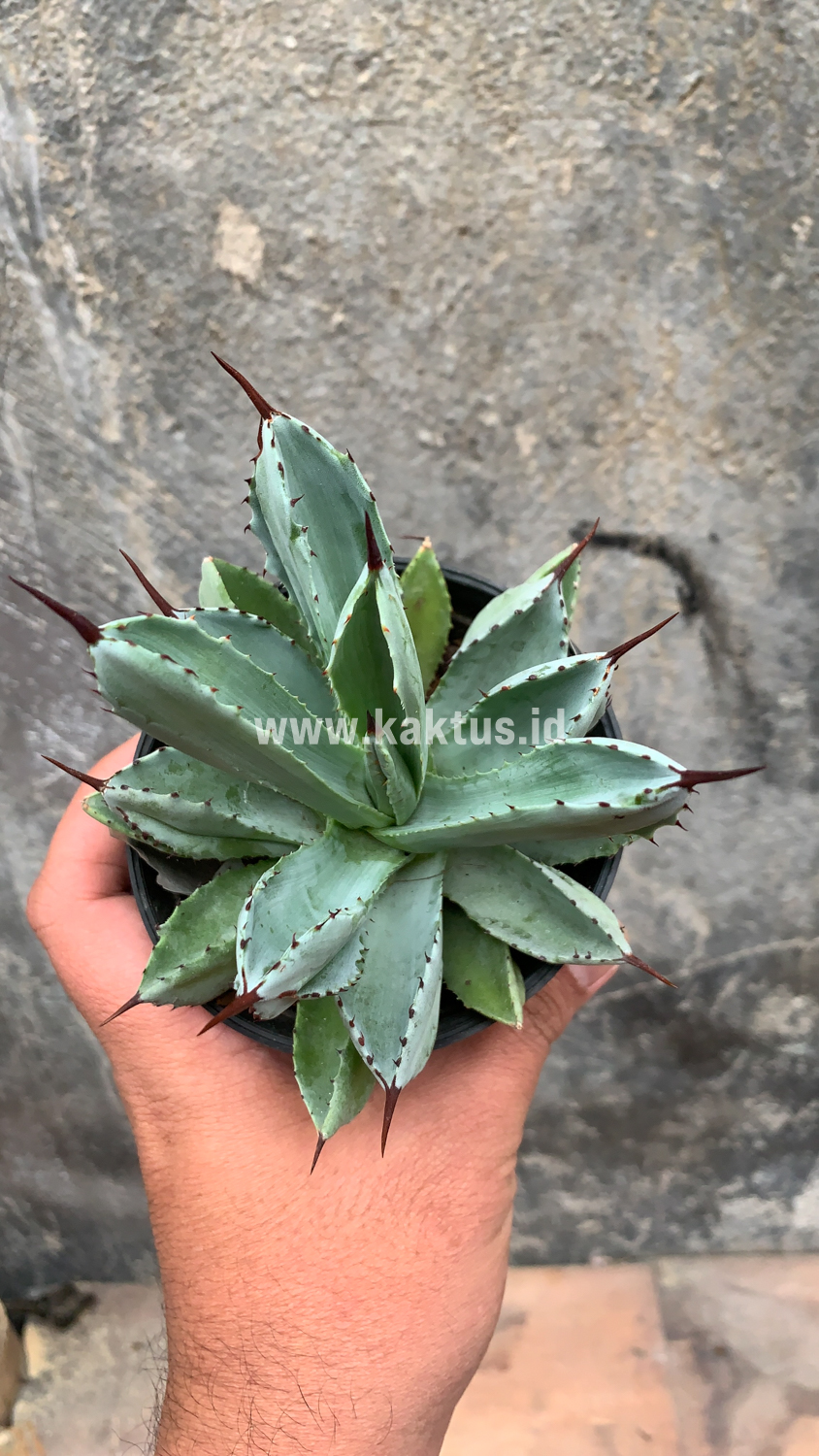 258. Agave Potatorum CV. Cubic - Image 60