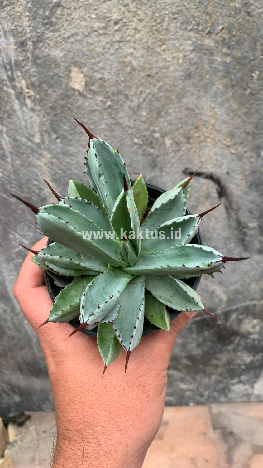 258. Agave Potatorum CV. Cubic - Image 44