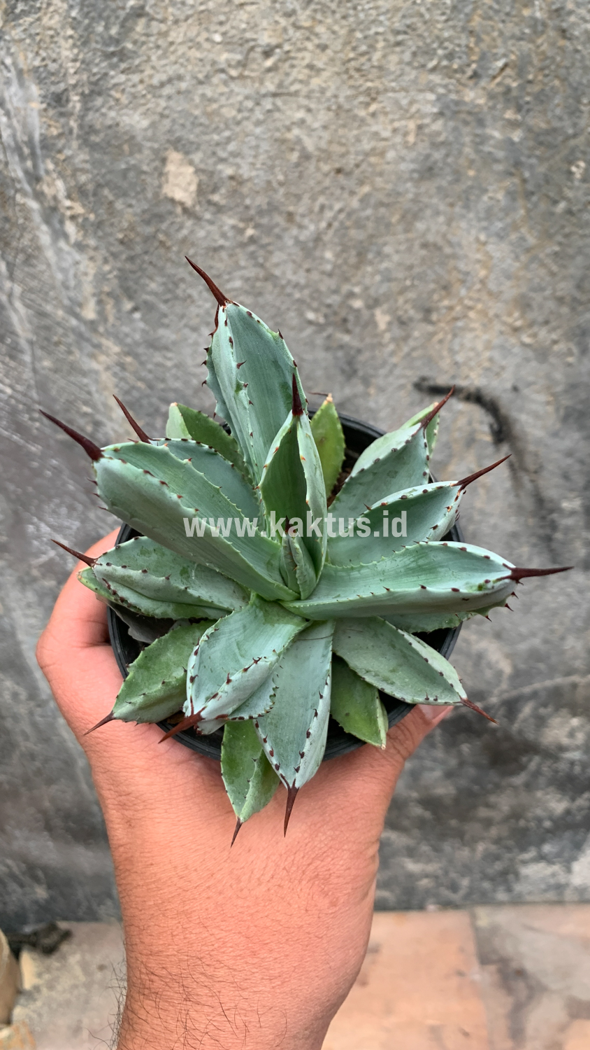 258. Agave Potatorum CV. Cubic - Image 42