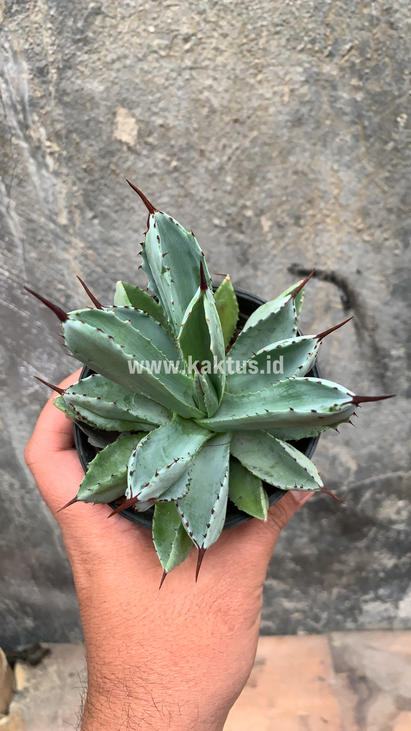 258. Agave Potatorum CV. Cubic - Image 41