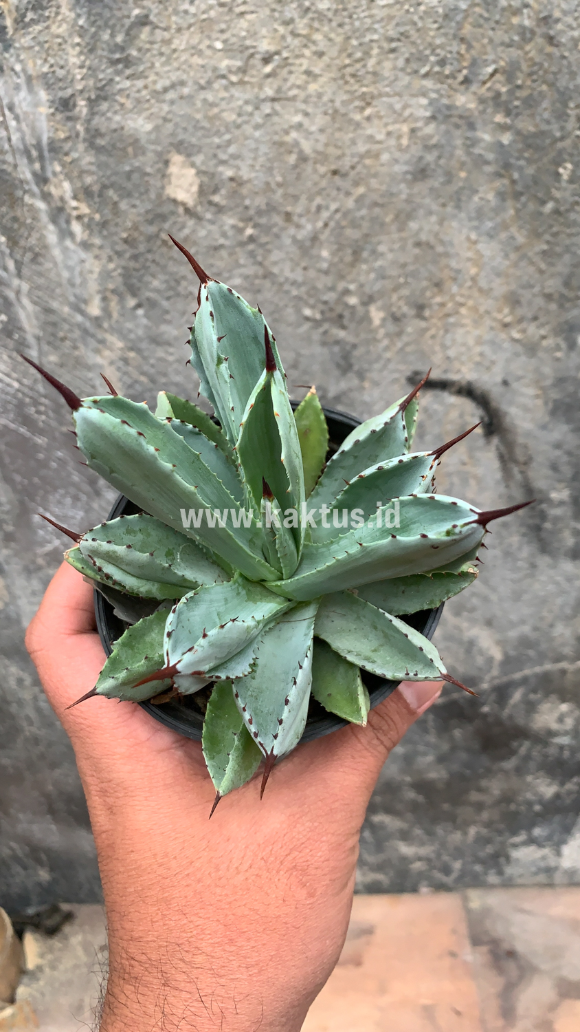 258. Agave Potatorum CV. Cubic - Image 39
