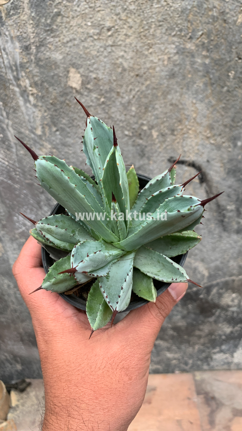 258. Agave Potatorum CV. Cubic - Image 38
