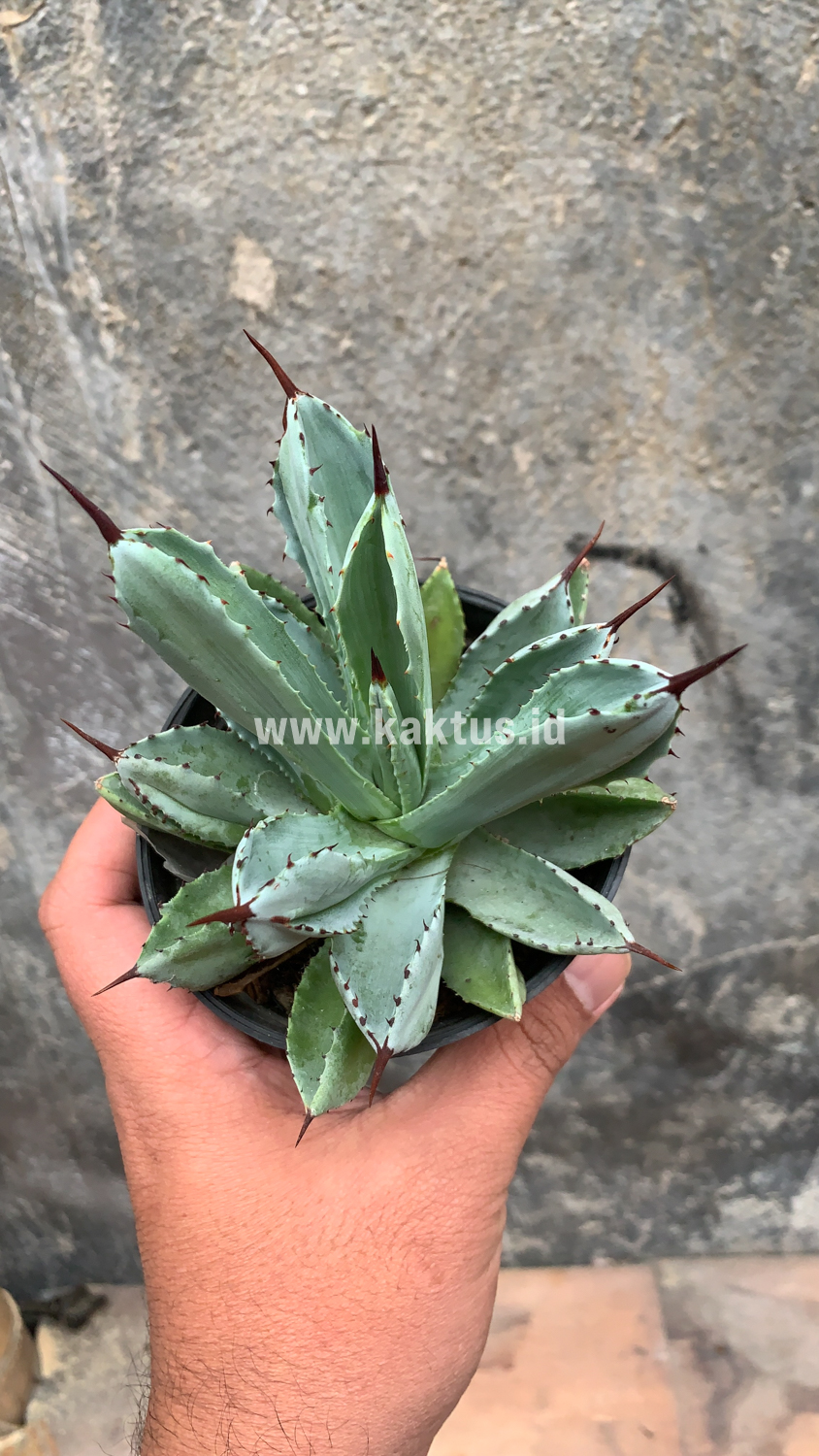 258. Agave Potatorum CV. Cubic - Image 37