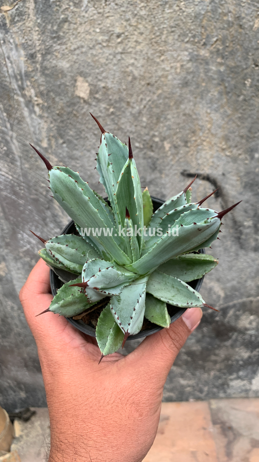 258. Agave Potatorum CV. Cubic - Image 36