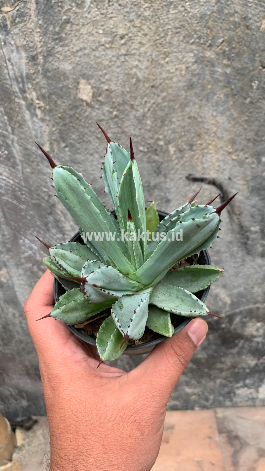 258. Agave Potatorum CV. Cubic - Image 13