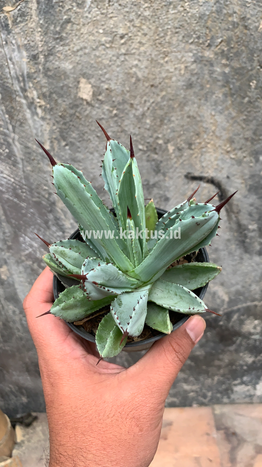 258. Agave Potatorum CV. Cubic - Image 32