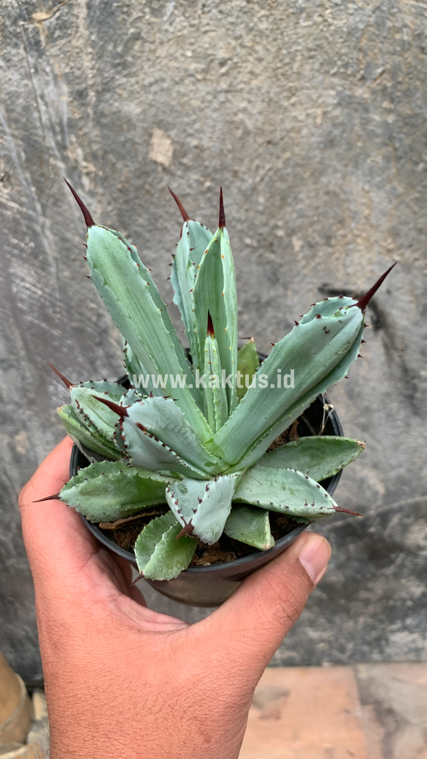 258. Agave Potatorum CV. Cubic - Image 31