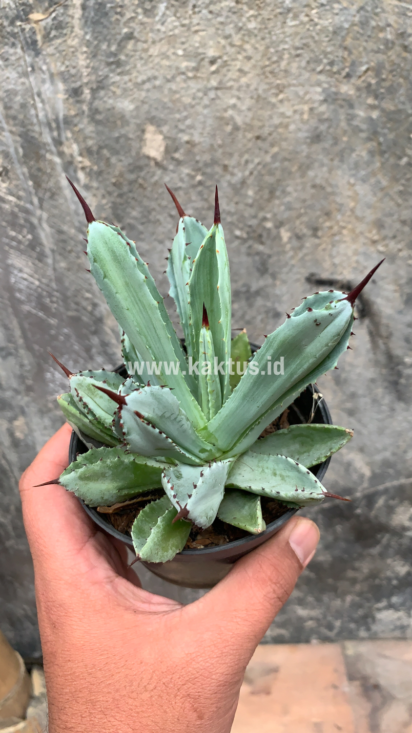 258. Agave Potatorum CV. Cubic - Image 30