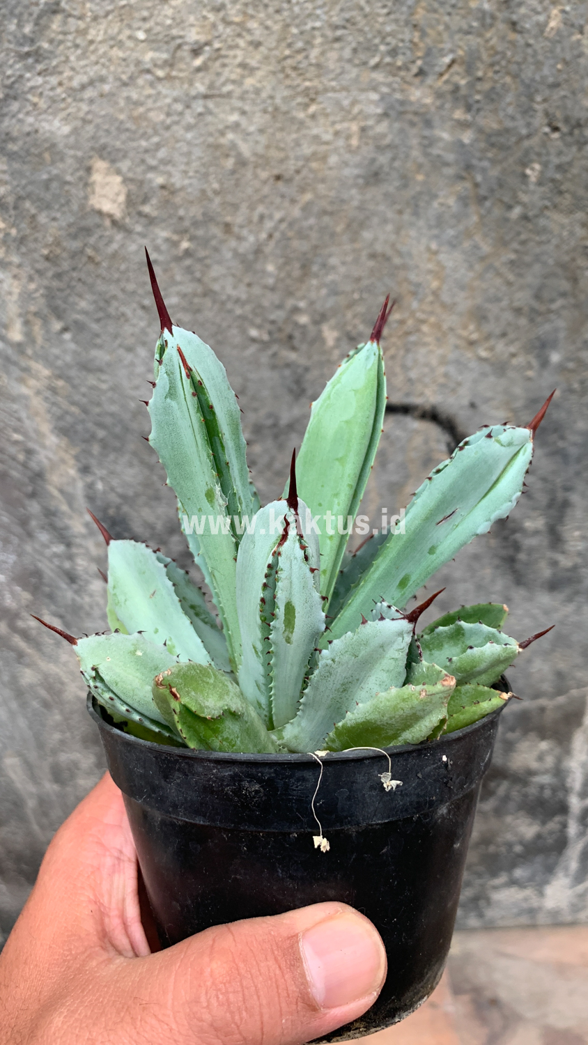 258. Agave Potatorum CV. Cubic - Image 64