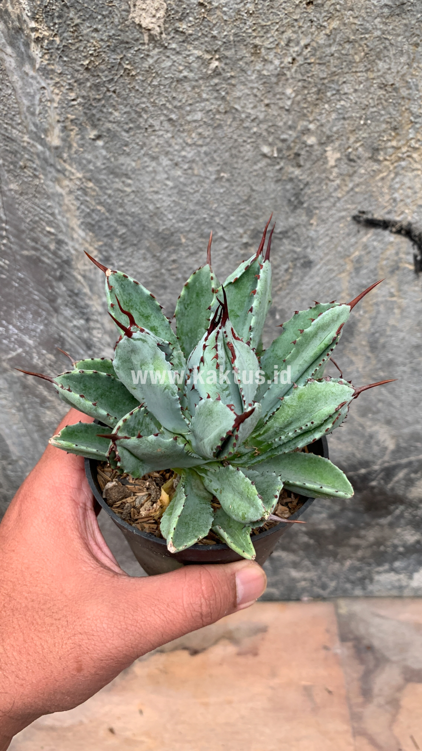 258. Agave Potatorum CV. Cubic - Image 28