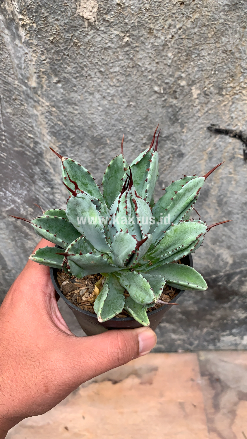 258. Agave Potatorum CV. Cubic - Image 25