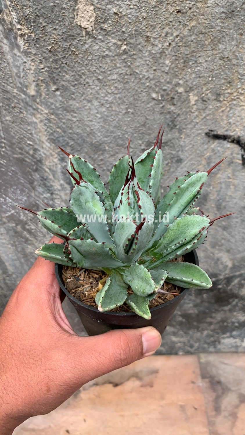 258. Agave Potatorum CV. Cubic - Image 24
