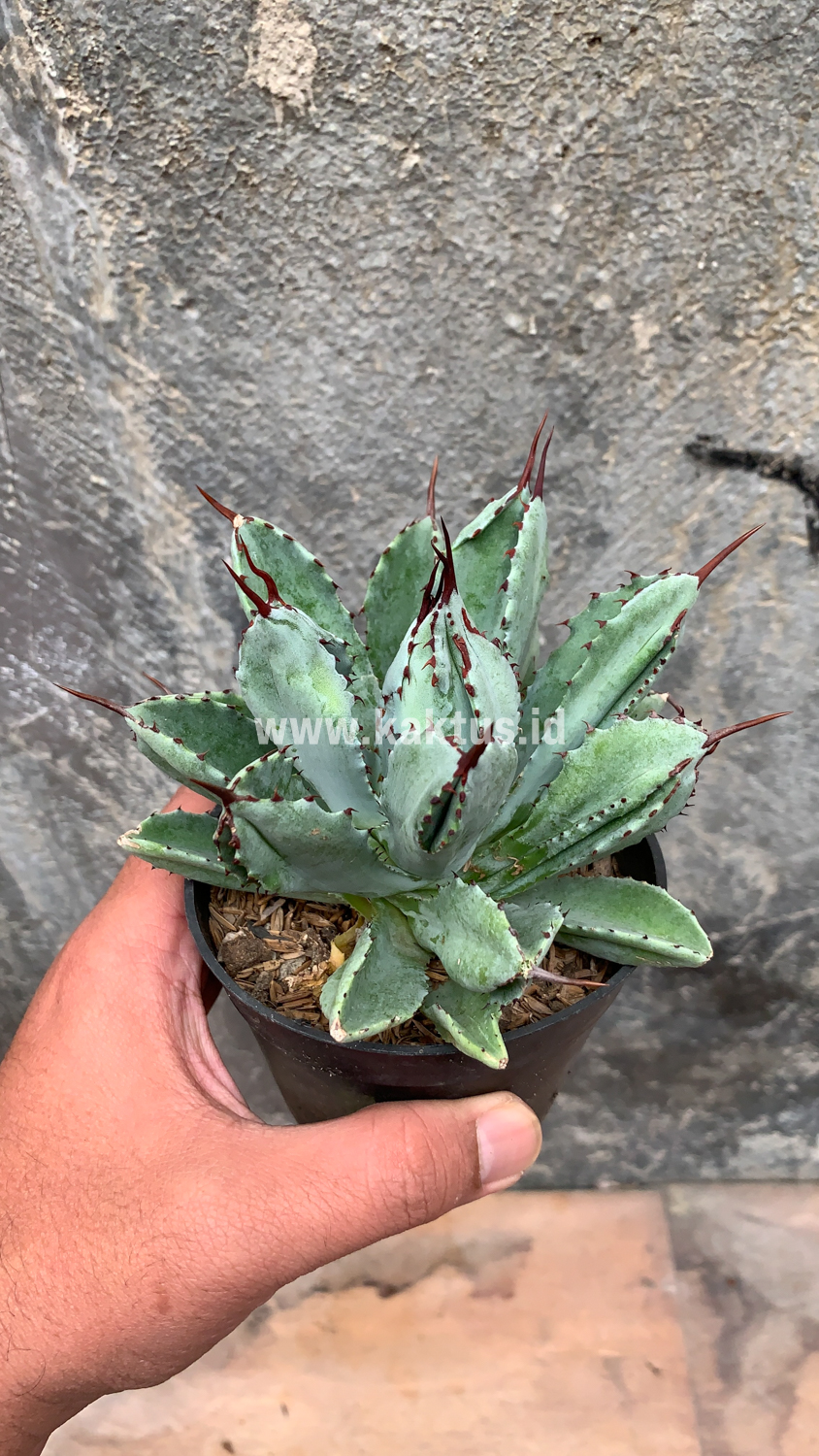 258. Agave Potatorum CV. Cubic - Image 49