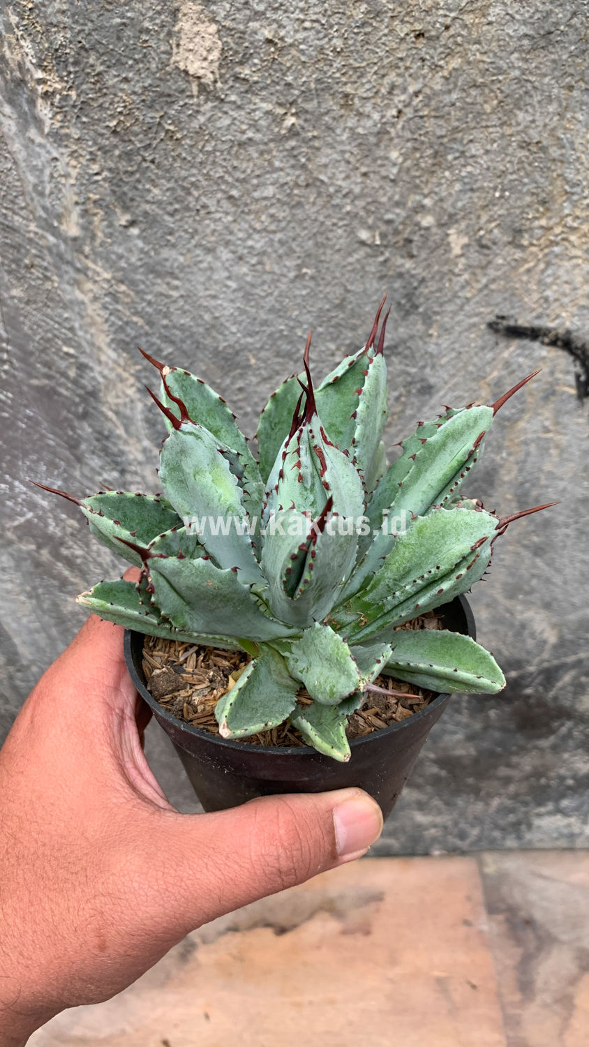 258. Agave Potatorum CV. Cubic - Image 48
