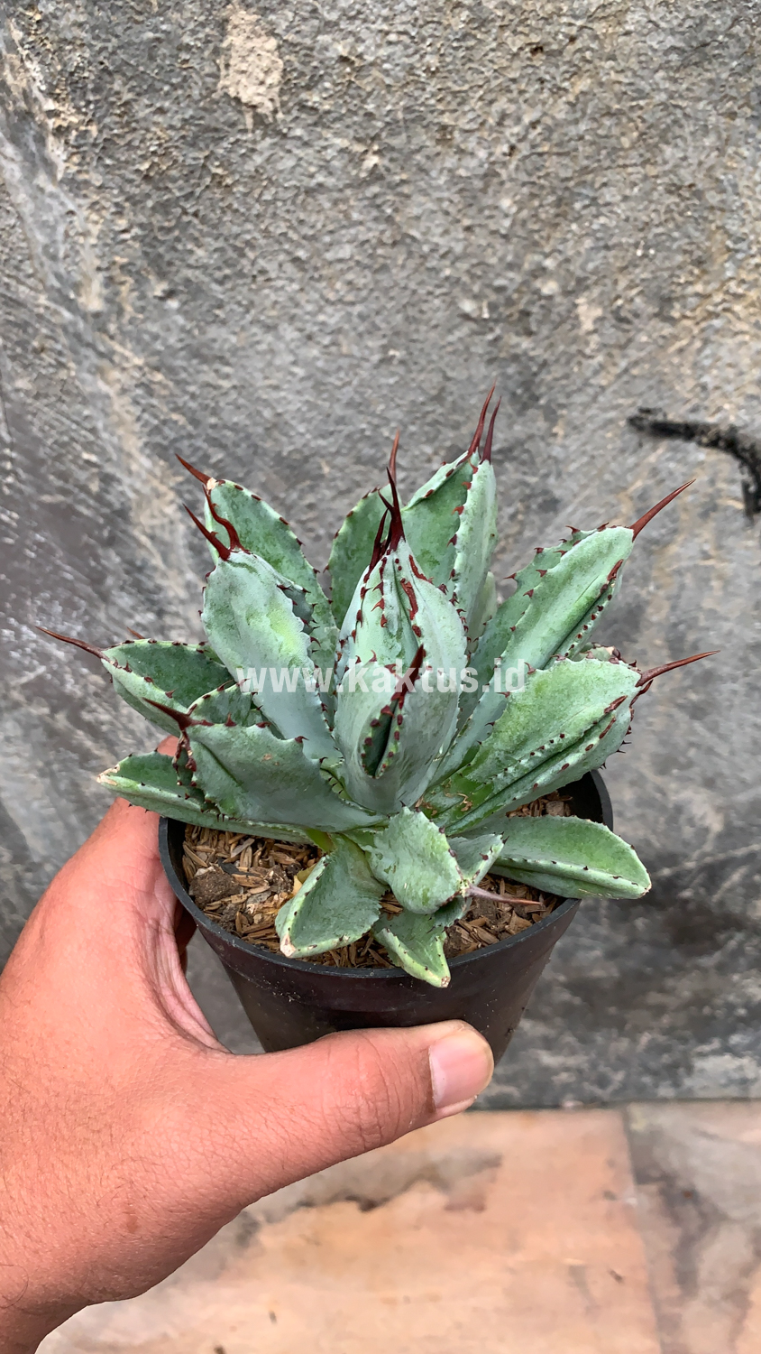 258. Agave Potatorum CV. Cubic - Image 23