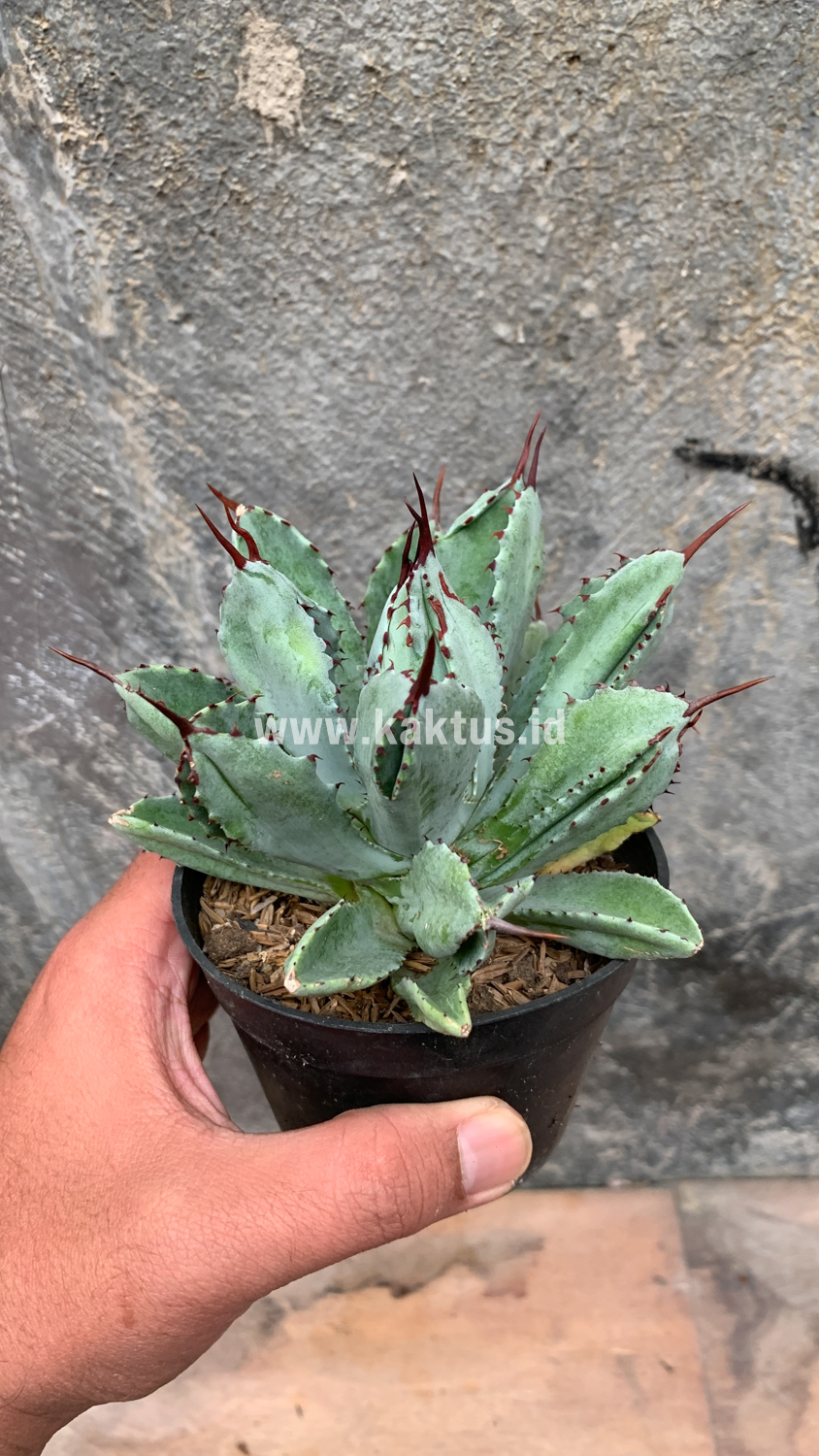 258. Agave Potatorum CV. Cubic - Image 33