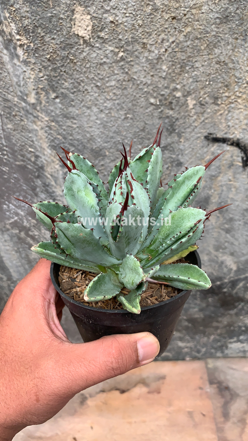 258. Agave Potatorum CV. Cubic - Image 22