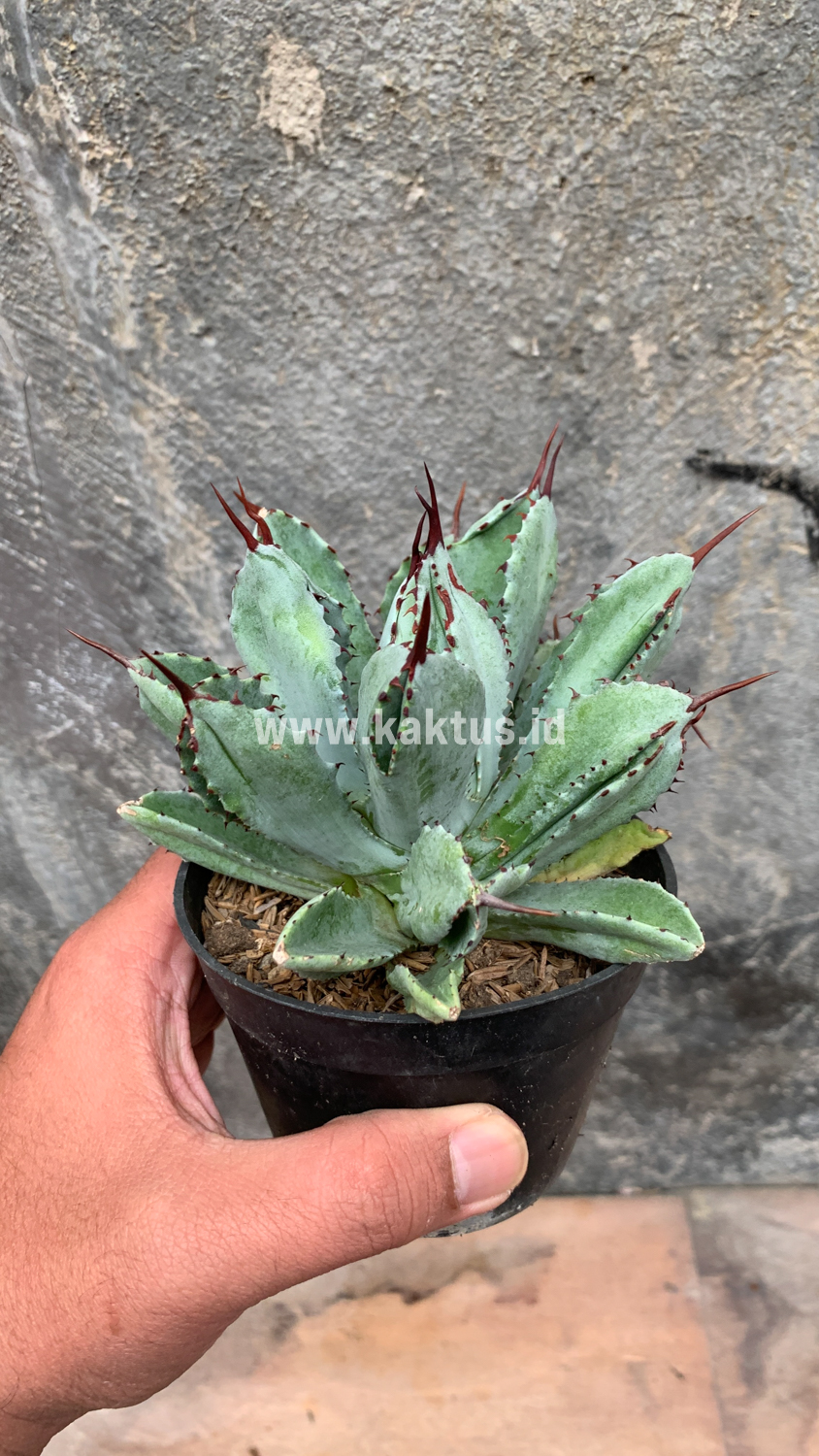 258. Agave Potatorum CV. Cubic - Image 21