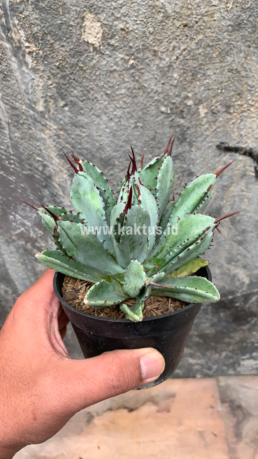 258. Agave Potatorum CV. Cubic - Image 20
