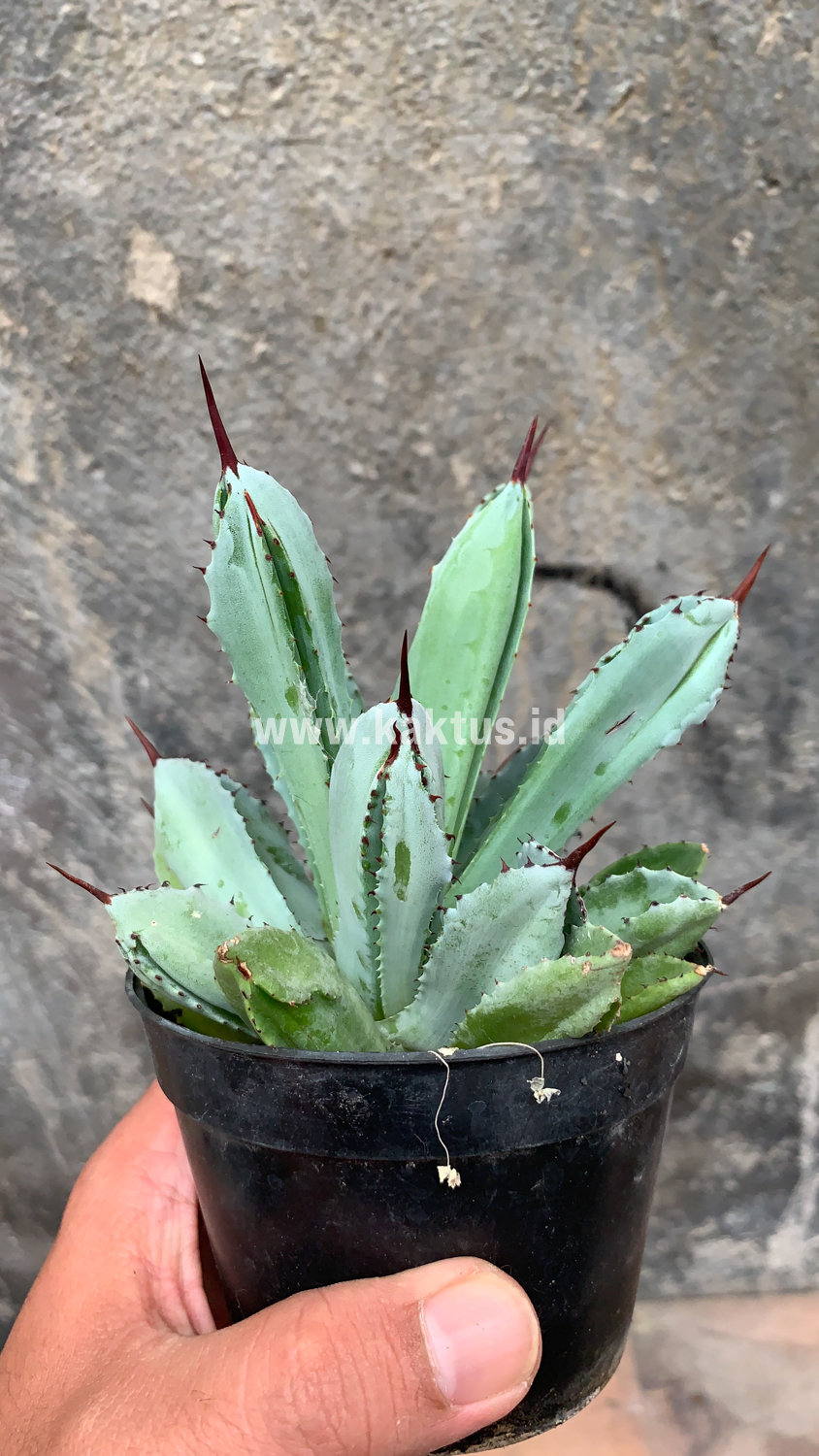 258. Agave Potatorum CV. Cubic - Image 63