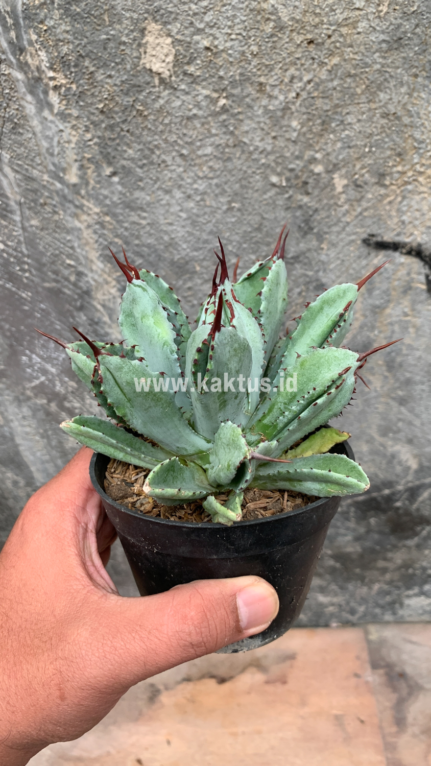 258. Agave Potatorum CV. Cubic - Image 19