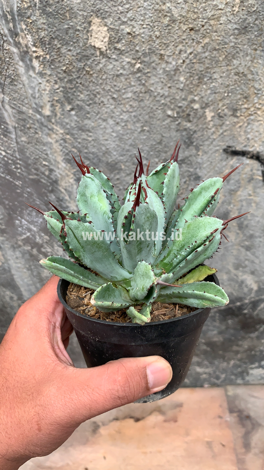 258. Agave Potatorum CV. Cubic - Image 16