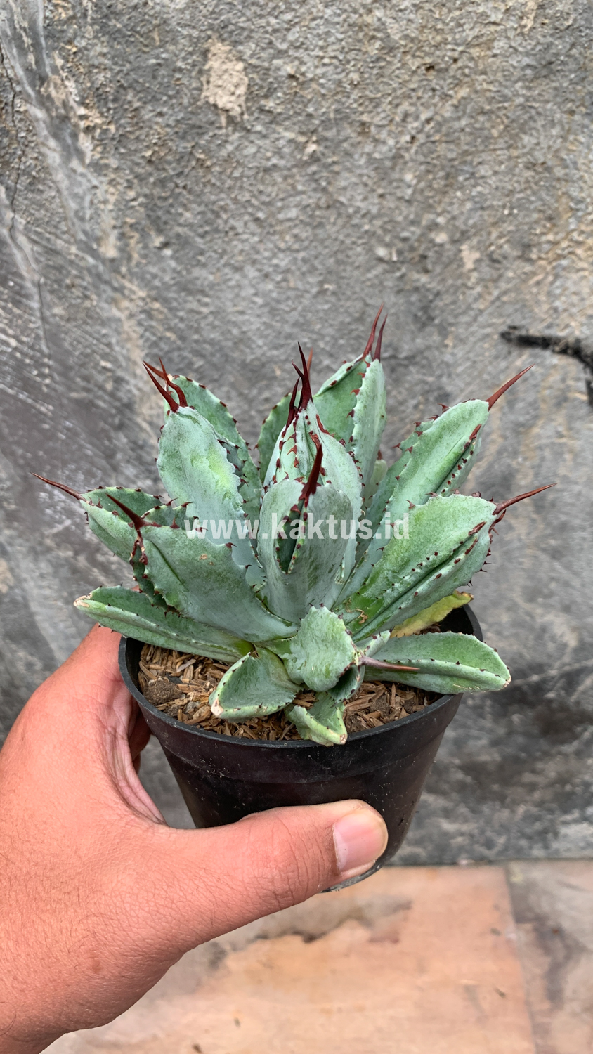 258. Agave Potatorum CV. Cubic - Image 15