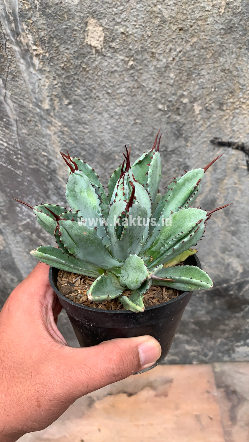 258. Agave Potatorum CV. Cubic - Image 14