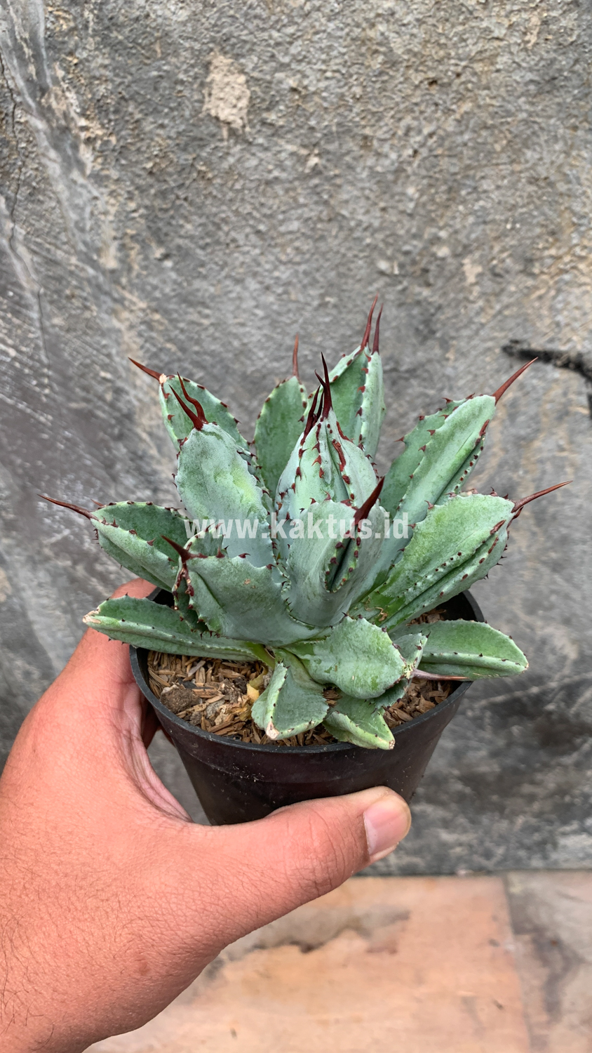258. Agave Potatorum CV. Cubic - Image 7