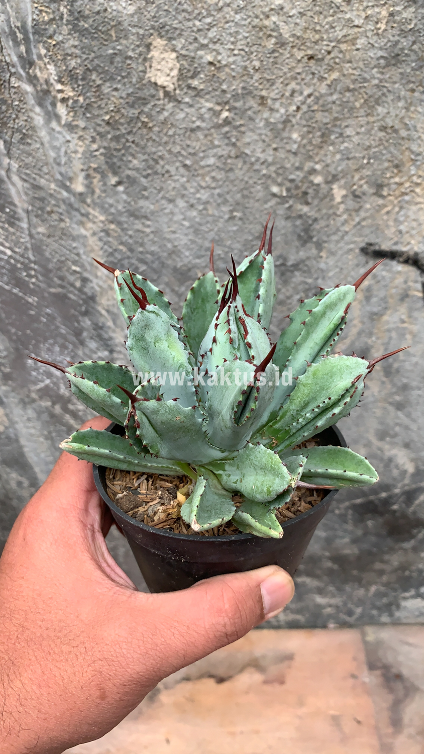 258. Agave Potatorum CV. Cubic - Image 5